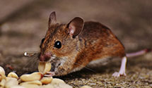 24 Hour & Emergency Exterminators in Hudson, OH
